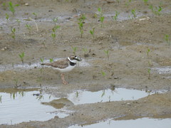 Charadrius dubius