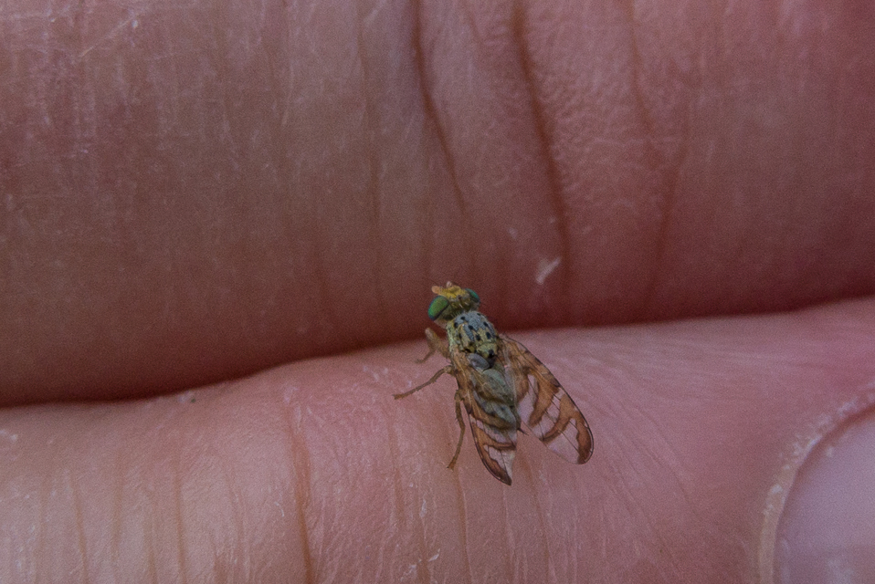 False Peacock Fly