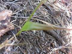 Calochortus pulchellus