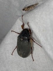 Phyllophaga micans