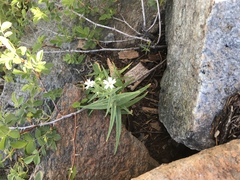 Cerastium arvense strictum
