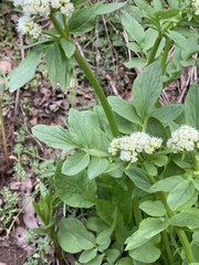 Valeriana occidentalis