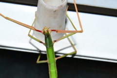 Bacillus rossius redtenbacheri