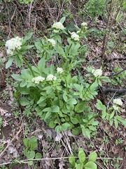 Valeriana occidentalis