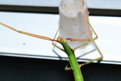 Bacillus rossius redtenbacheri