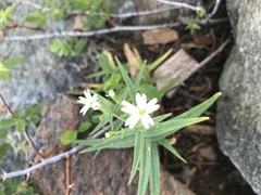 Cerastium arvense strictum