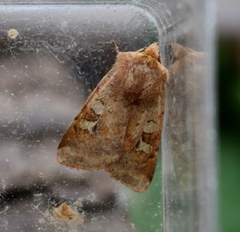 Diarsia mendica