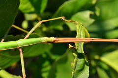 Bacillus rossius redtenbacheri