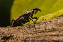 Sphenophorus australis