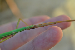 Bacillus rossius redtenbacheri