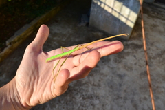 Bacillus rossius redtenbacheri