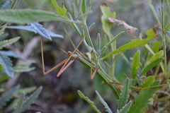 Bacillus rossius redtenbacheri