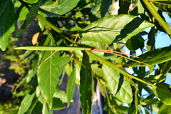 Bacillus rossius redtenbacheri