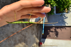 Bacillus rossius redtenbacheri