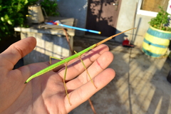 Bacillus rossius redtenbacheri