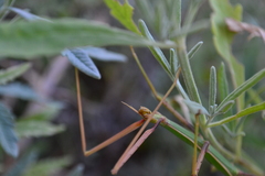 Bacillus rossius redtenbacheri