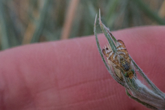 Chaetorellia succinea