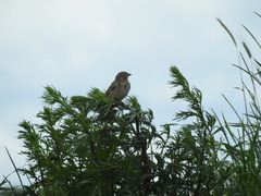 Emberiza calandra