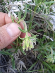 Onosma simplicissima