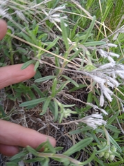 Onosma simplicissima