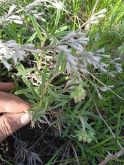 Onosma simplicissima