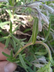 Onosma simplicissima
