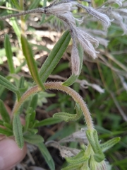 Onosma simplicissima