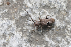 Monochamus bimaculatus