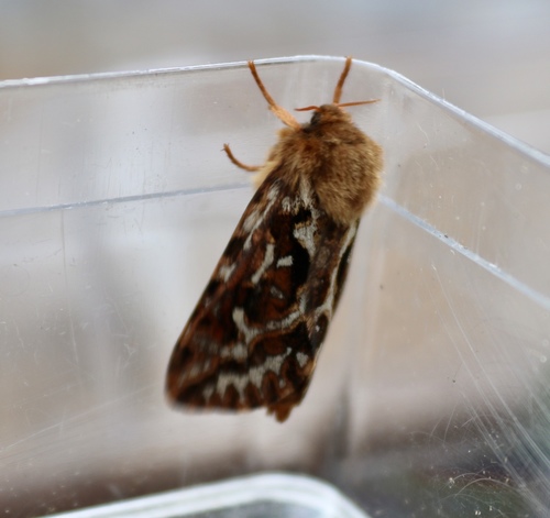 Map-winged Swift