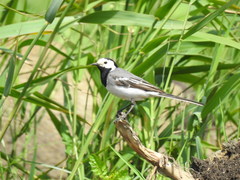 Motacilla alba