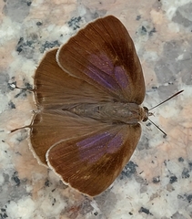 Lepidoptera
