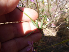 Clarkia modesta