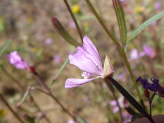 Clarkia modesta