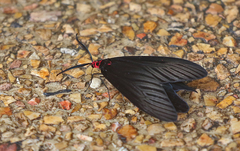 Histia flabellicornis