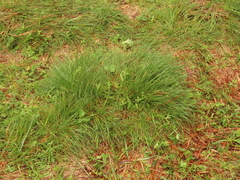 Festuca roemeri roemeri