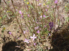 Clarkia modesta
