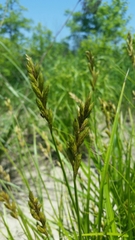 Carex muskingumensis