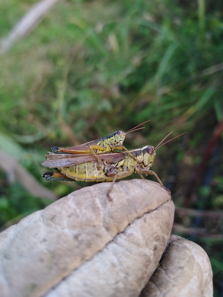 Dichroplus vittiger