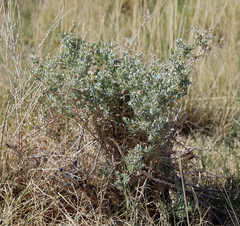 Atriplex torreyi