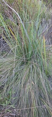 Carex spissa