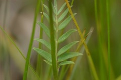 Polemonium occidentale occidentale