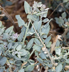 Atriplex torreyi