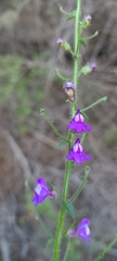 Sairocarpus pusillus
