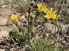 Nothocalais troximoides