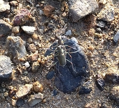 Callytron nivicinctum
