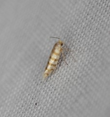 Argyresthia quadristrigella