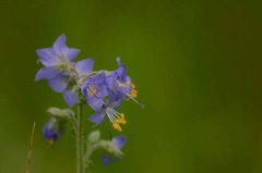 Polemonium occidentale occidentale