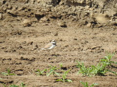 Charadrius dubius