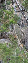 Cupressus forbesii