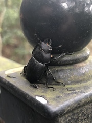 Neolucanus sinicus championi